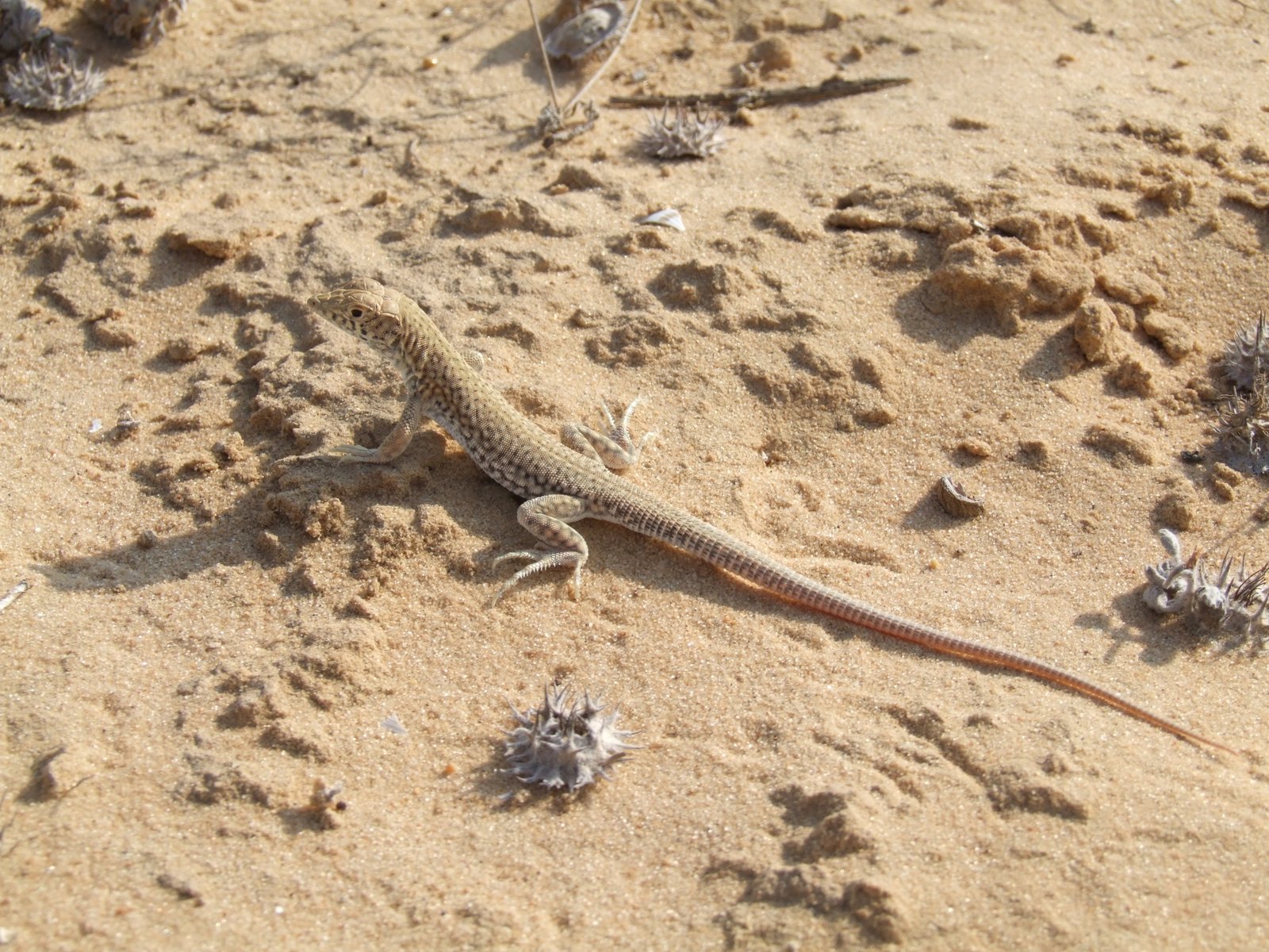 Egyptian Fringe-fingered Lizard
