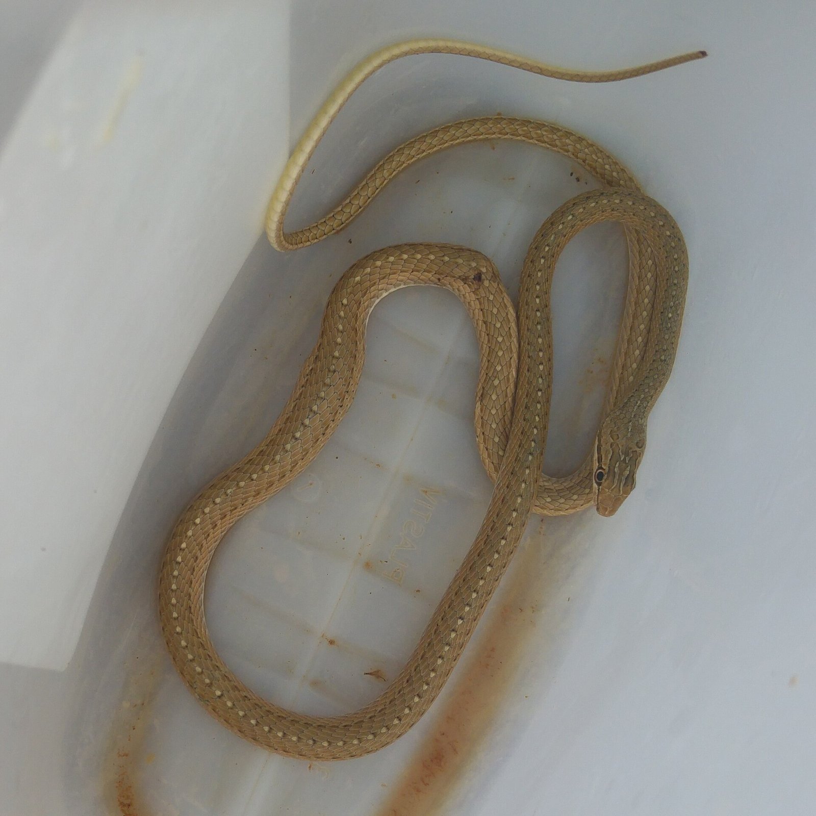 Egyptian Sand Snake