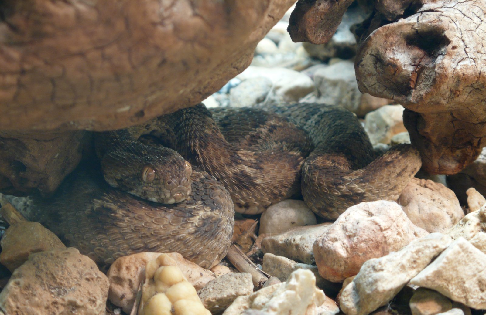 Egyptian Saw-scaled Viper