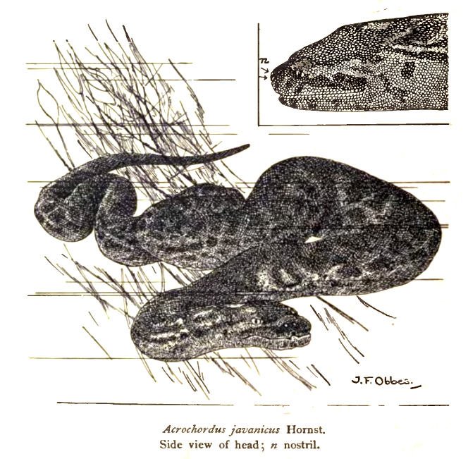 Elephant Trunk Snake