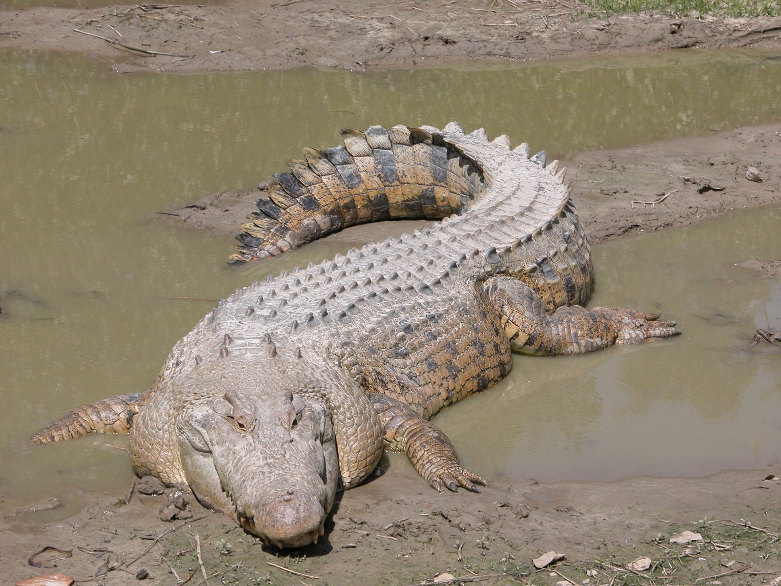 Estuarine Crocodile