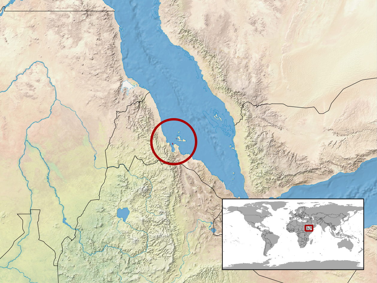 Ethiopian Carpet Viper