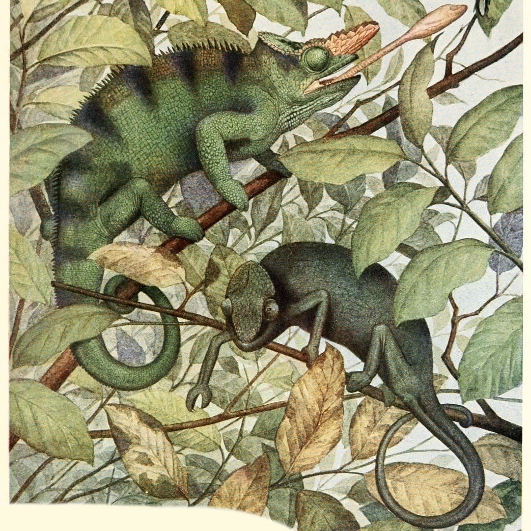 Fischer's Chameleon