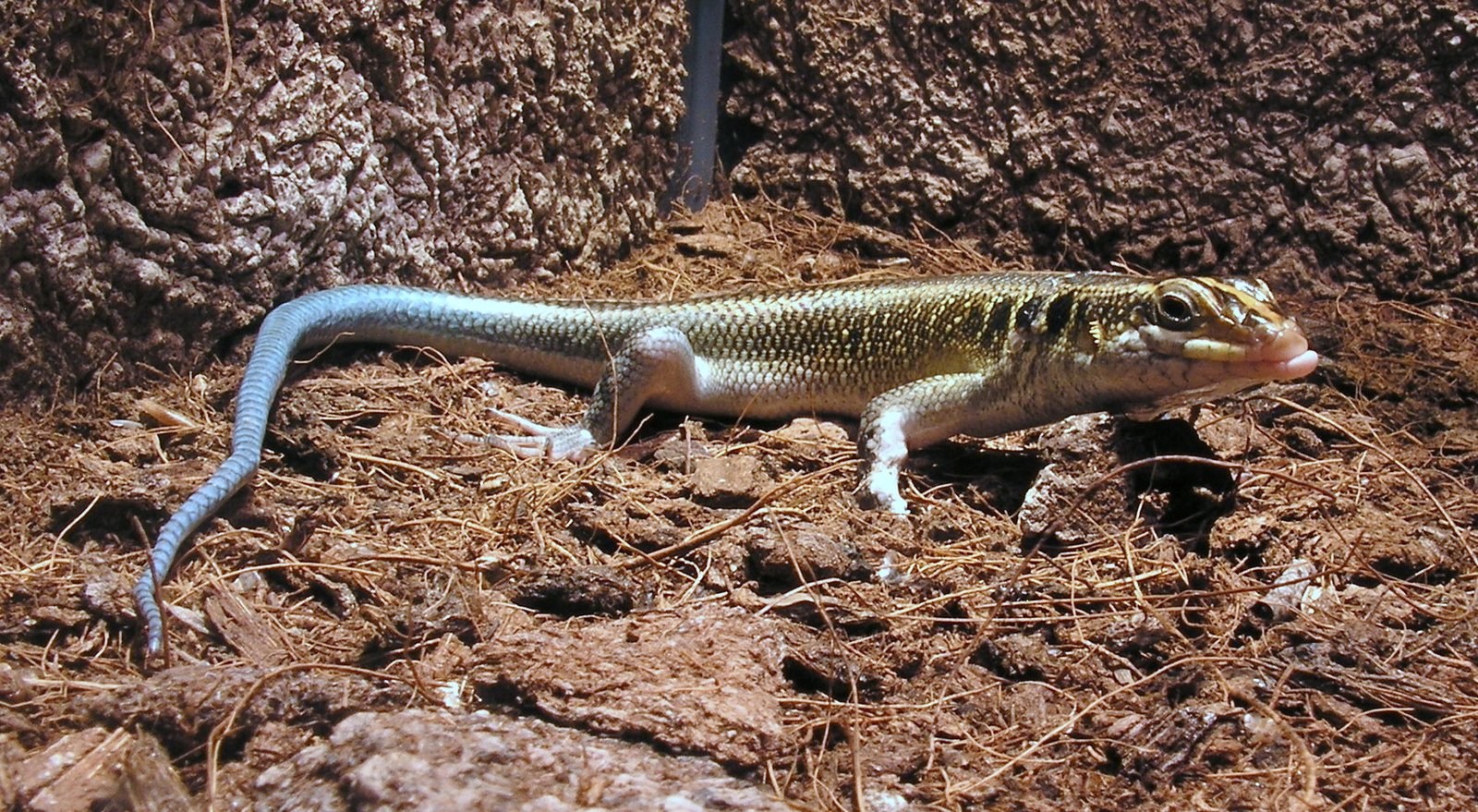 Five-lined Skink
