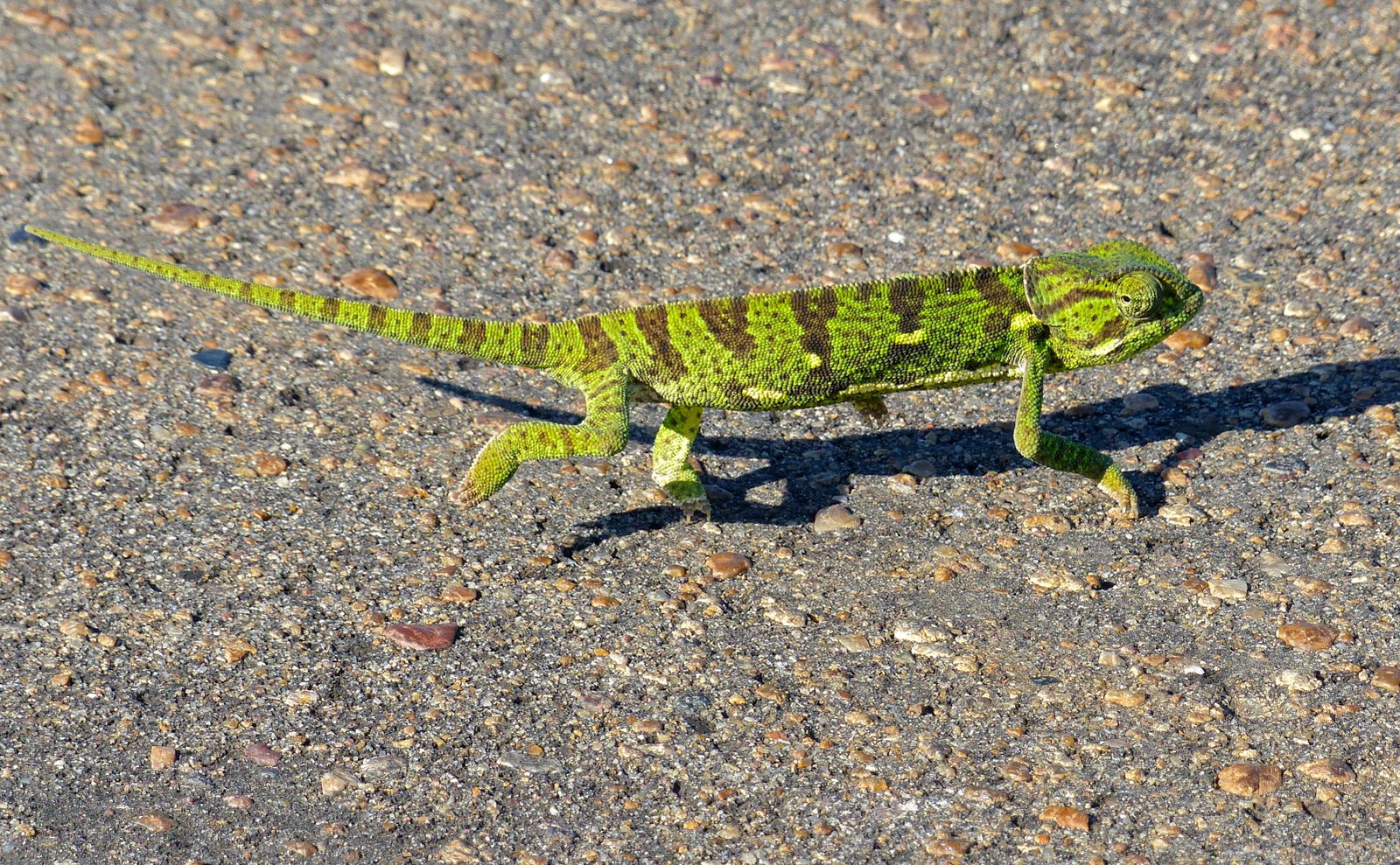 Flap-necked Chameleon