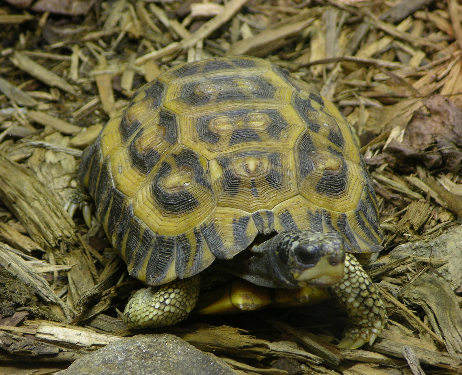 Flat-tailed Tortoise