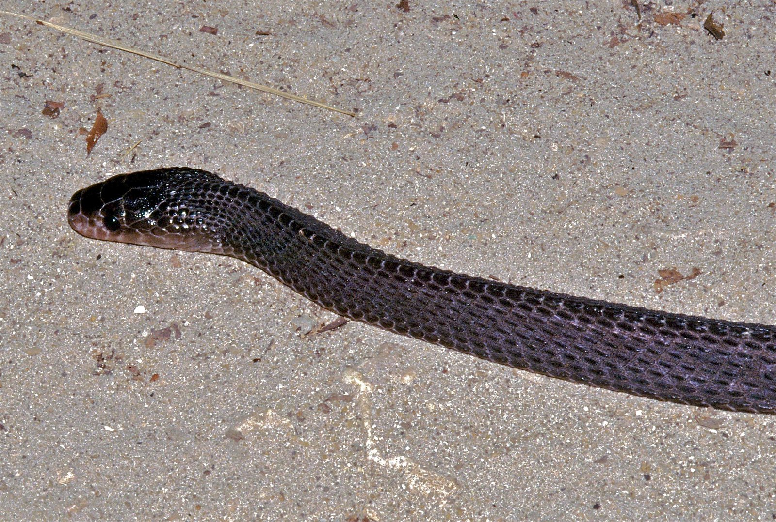 Forest File Snakes