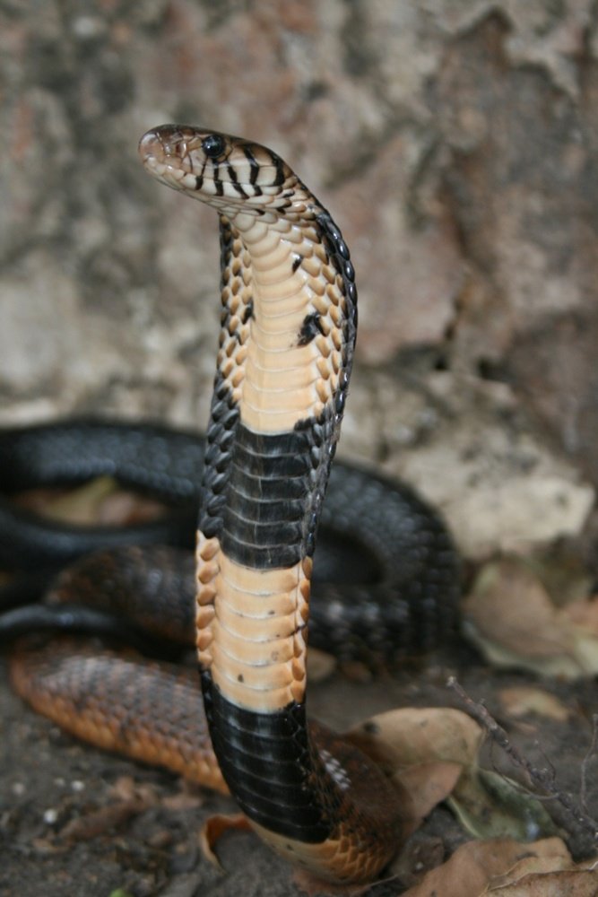 Forest Snakes