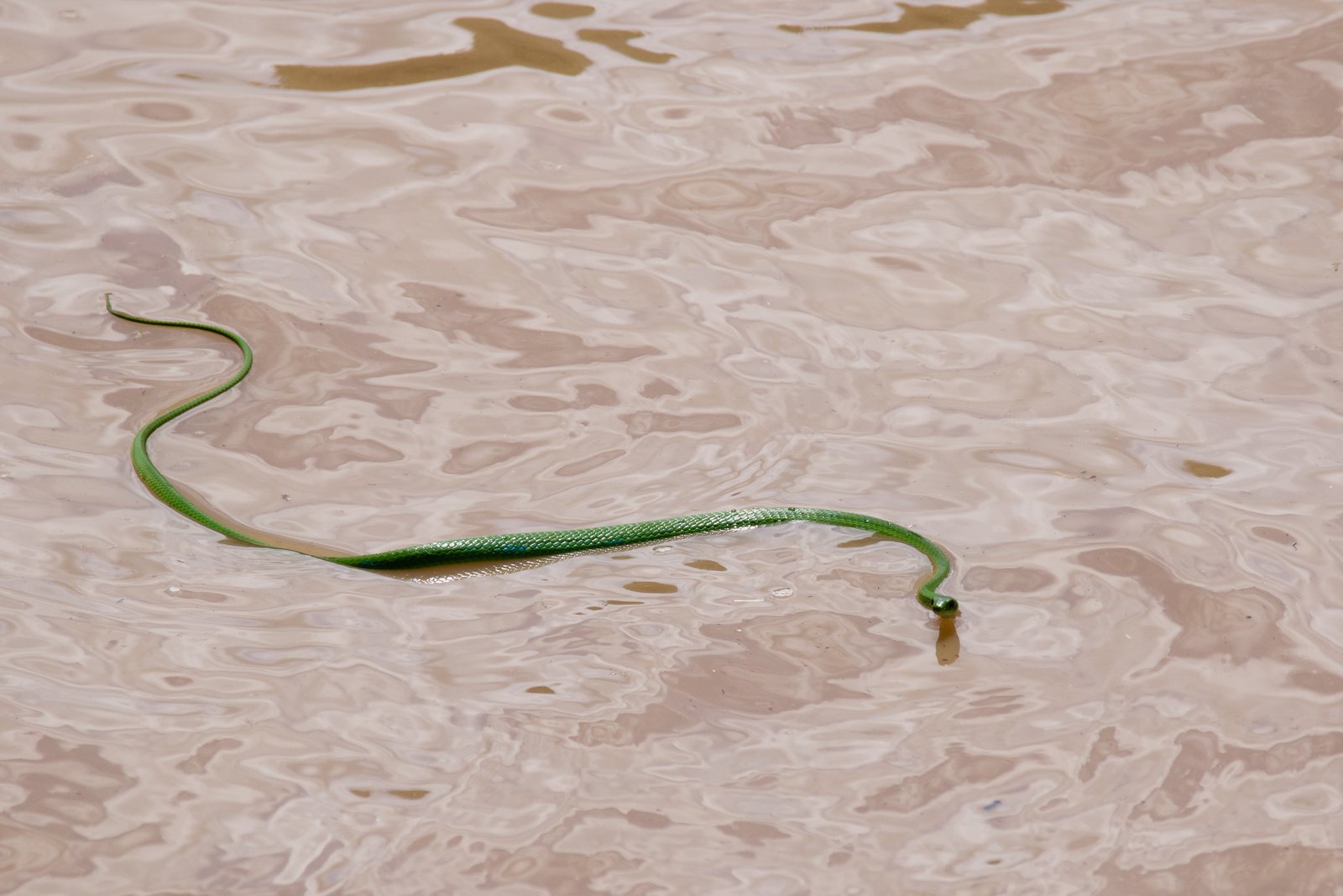 Forest Tree Snake