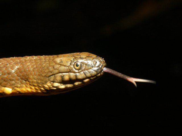 Freshwater Snakes