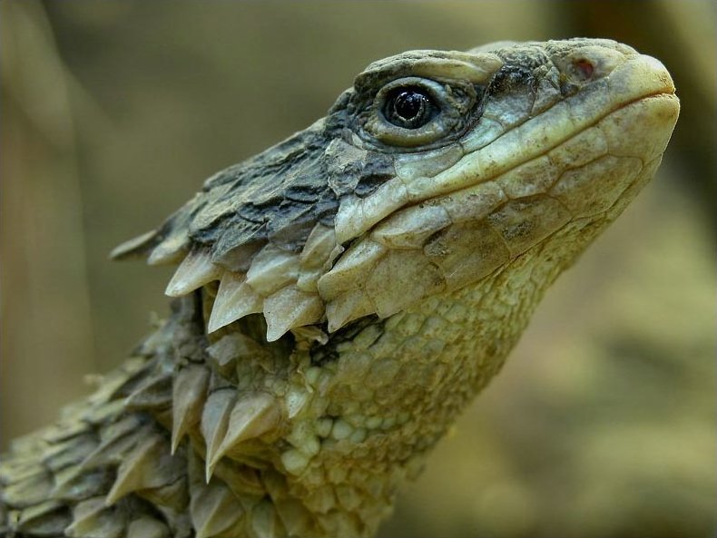 Giant Girdled Lizard