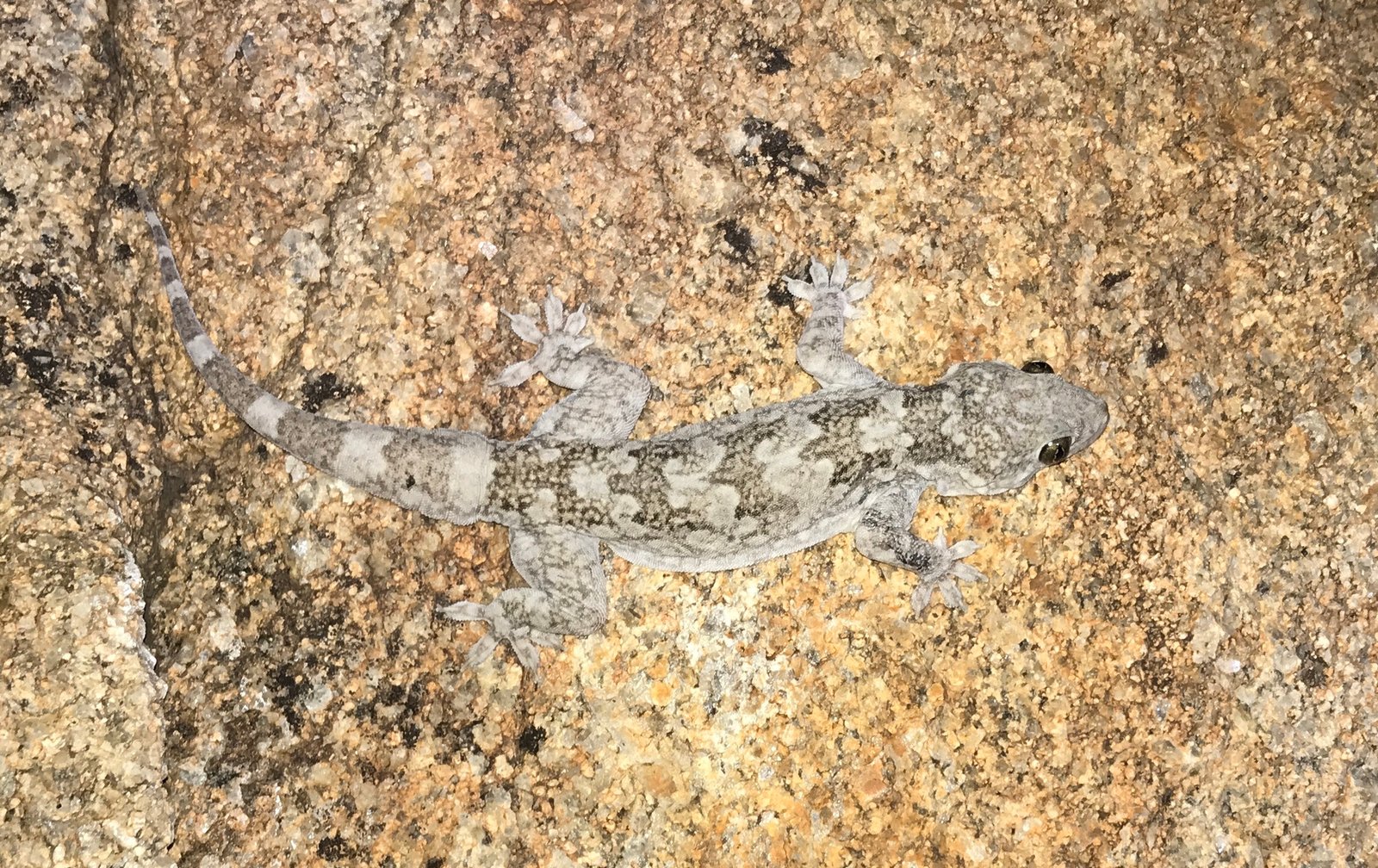 Giant House Gecko