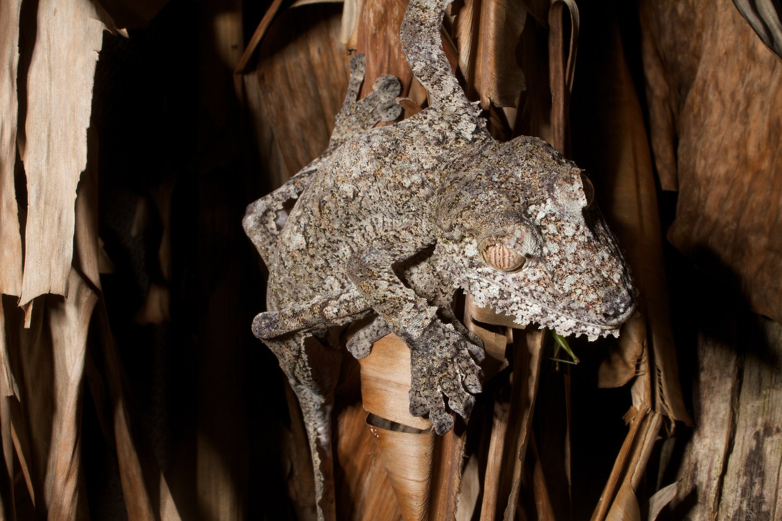 Giant Leaf-tailed Gecko