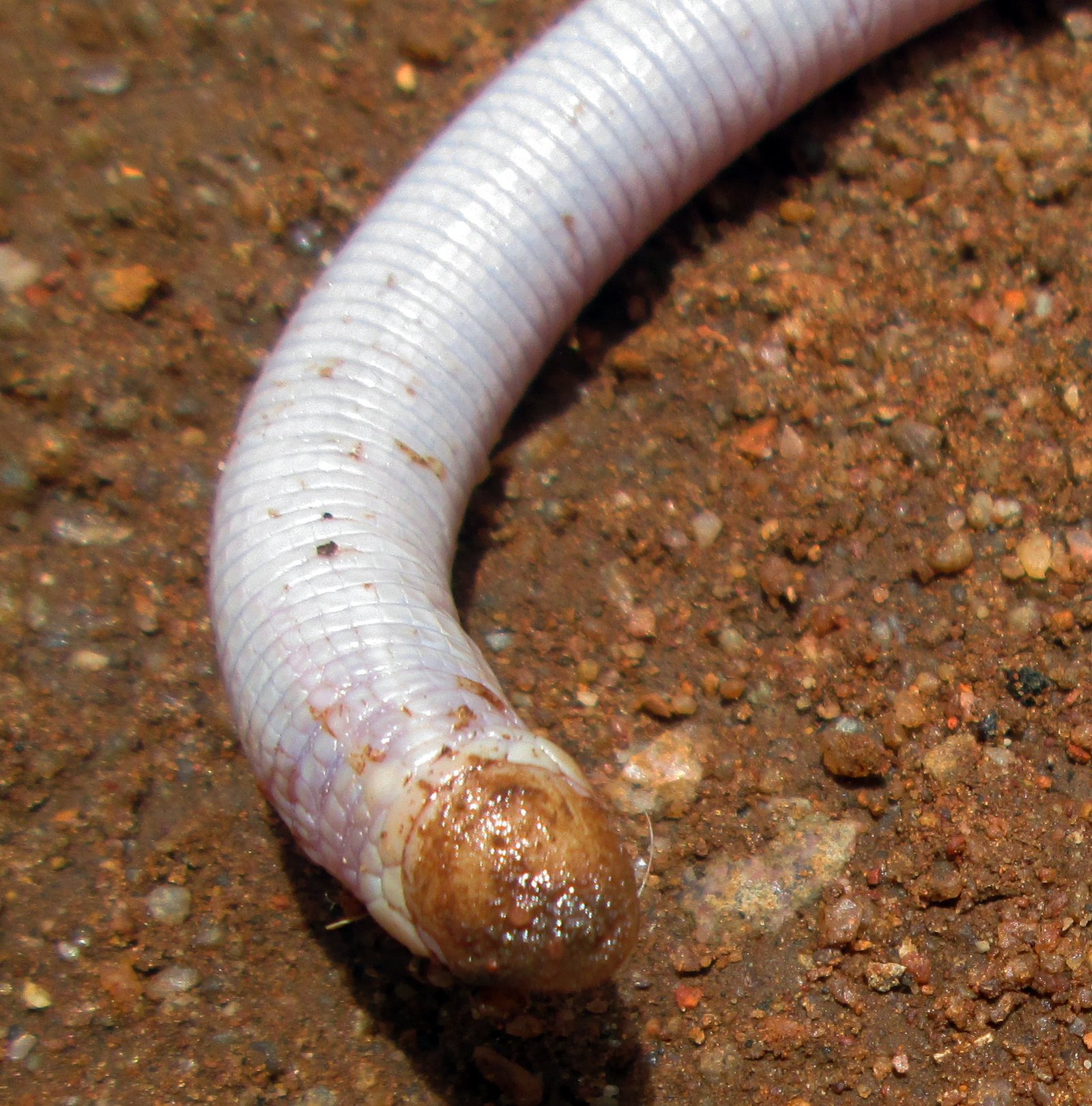 Giant Worm Lizard