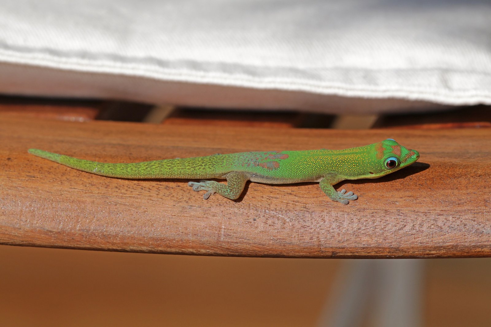 Gold Dust Day Gecko