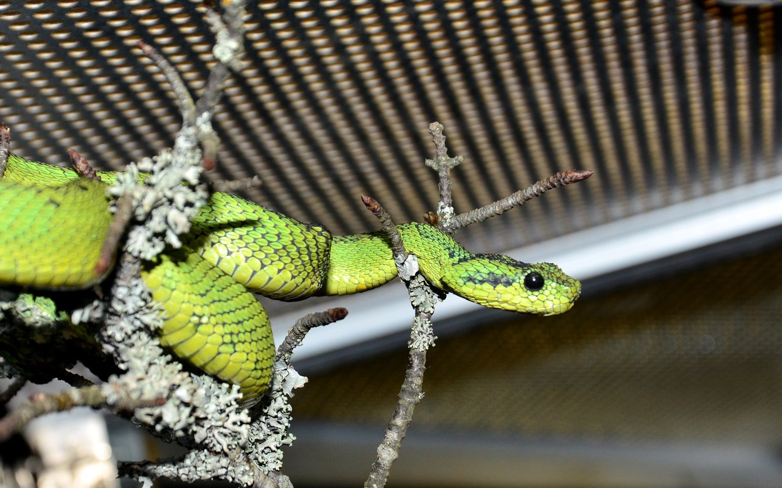 Great Lakes Bush Viper