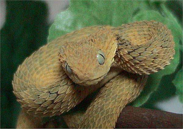Green Bush Viper