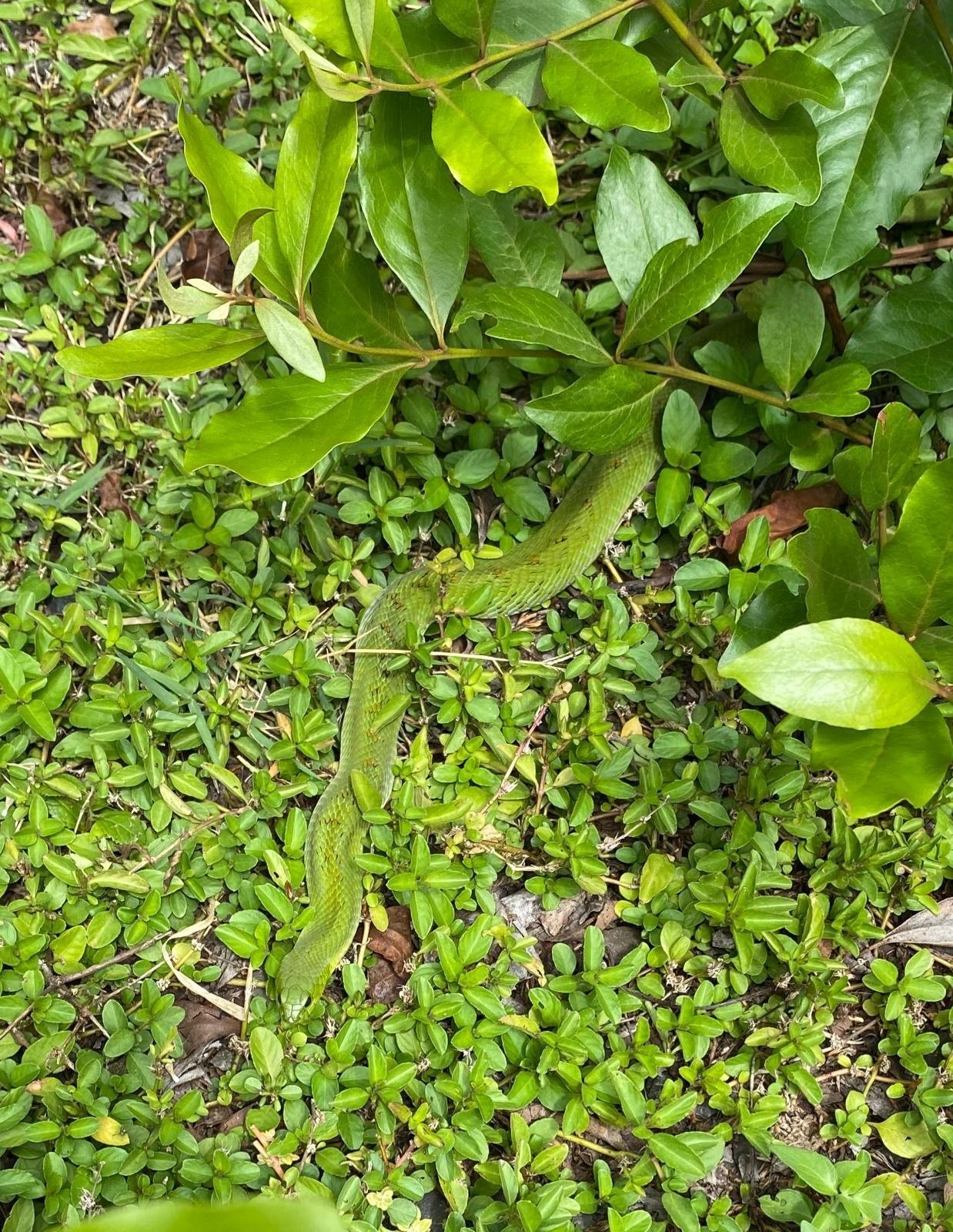 Green Night Adder