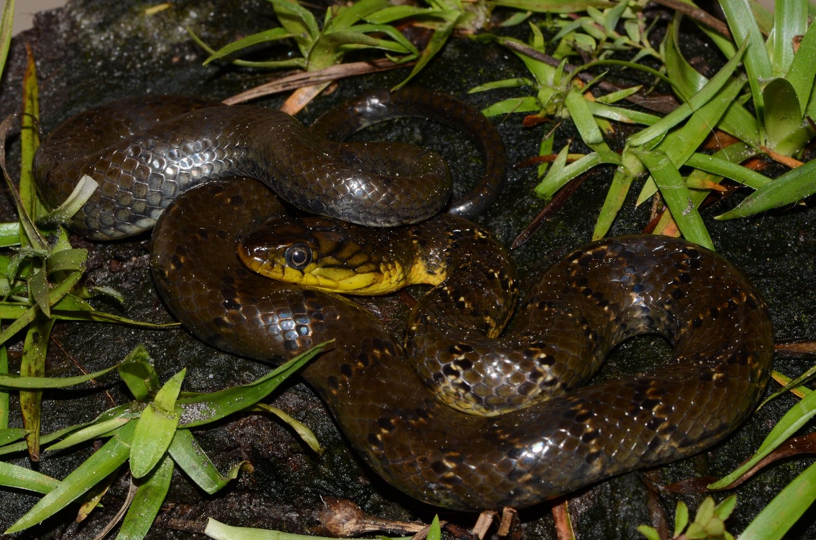 Green Water Snake