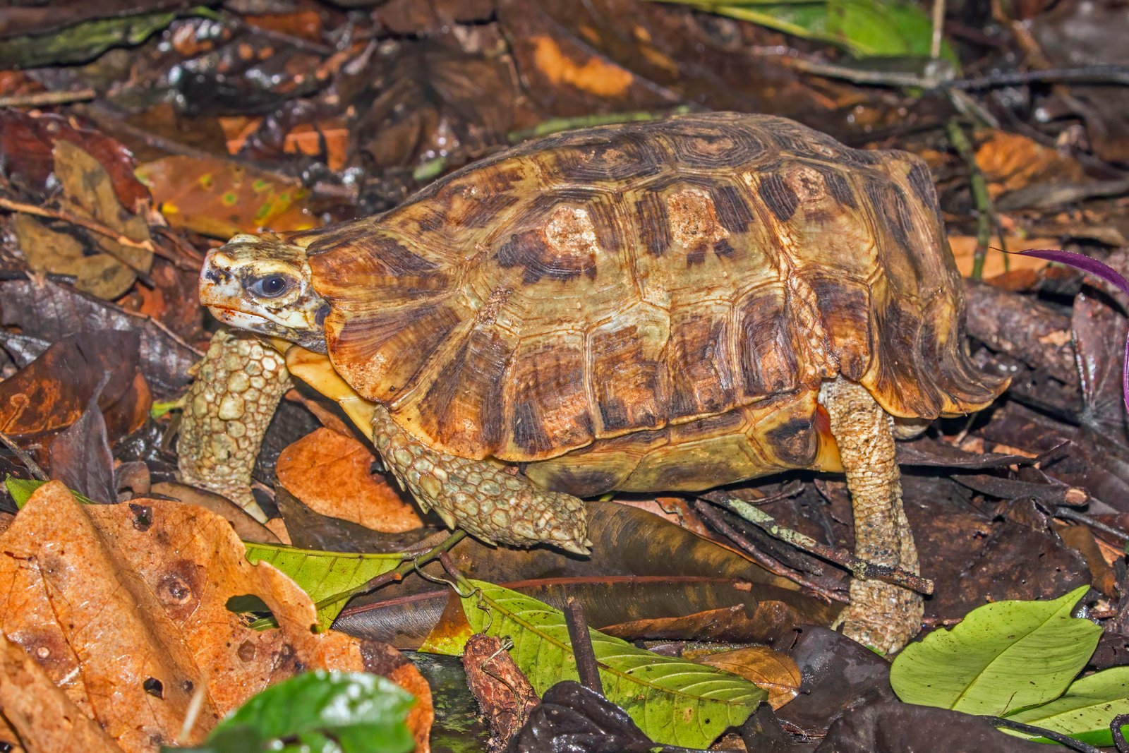 Home's Hingeback Tortoise