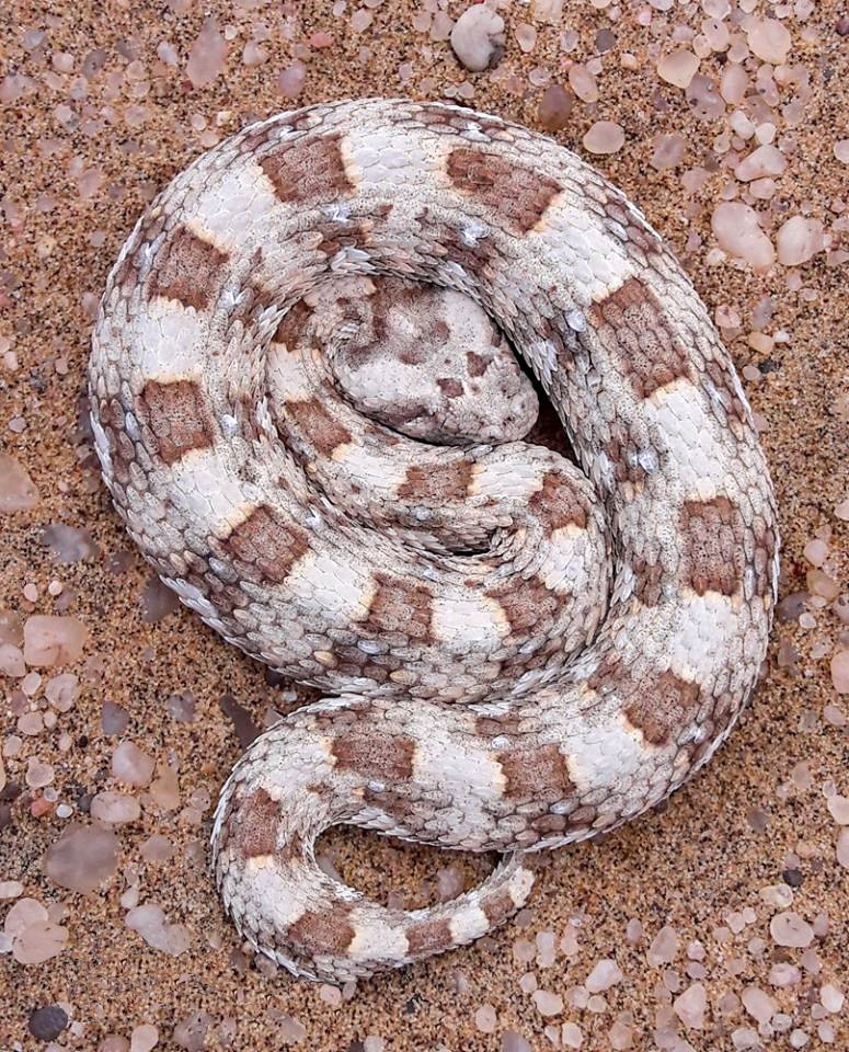 Horned Adder