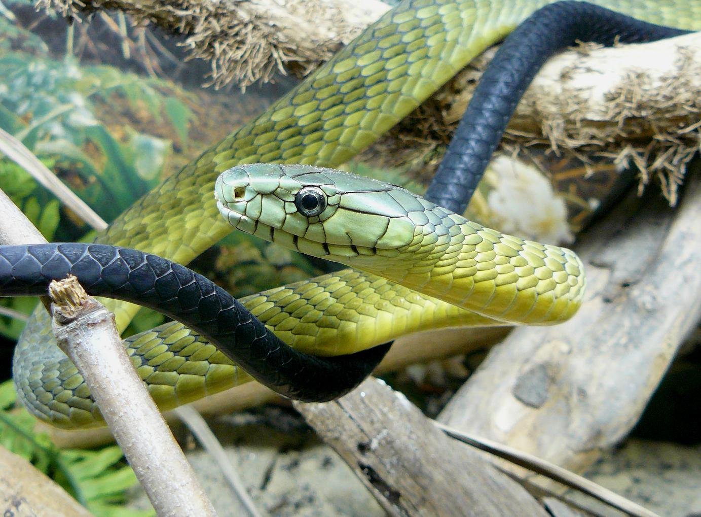 Jameson's Mamba