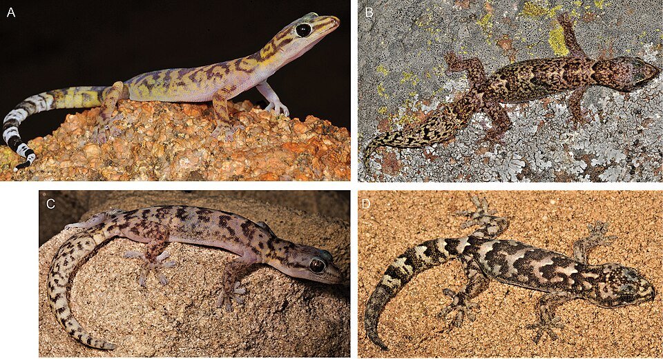 Karoo Rock Gecko
