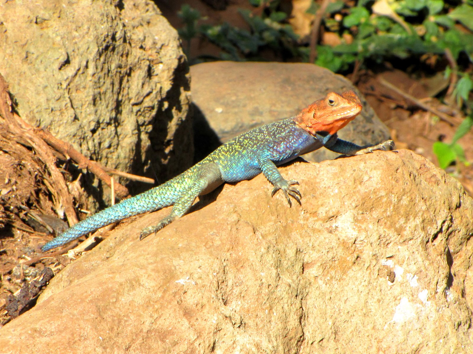 Kenya Rock Agama