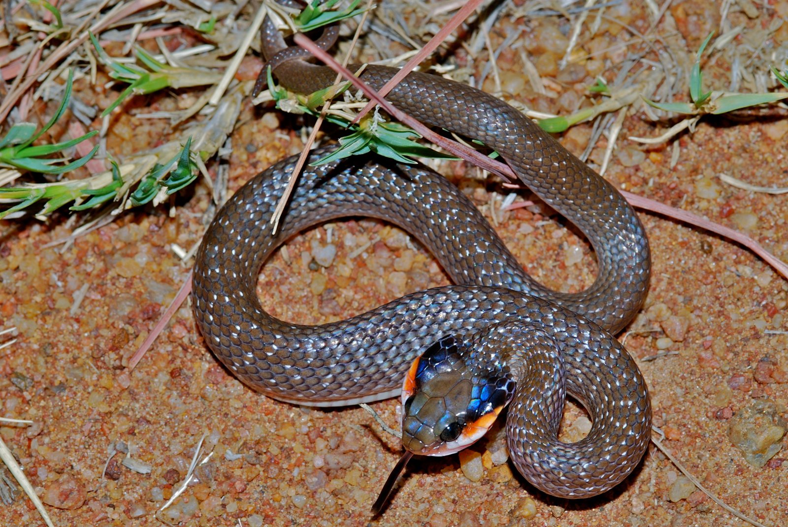 Lake Snake