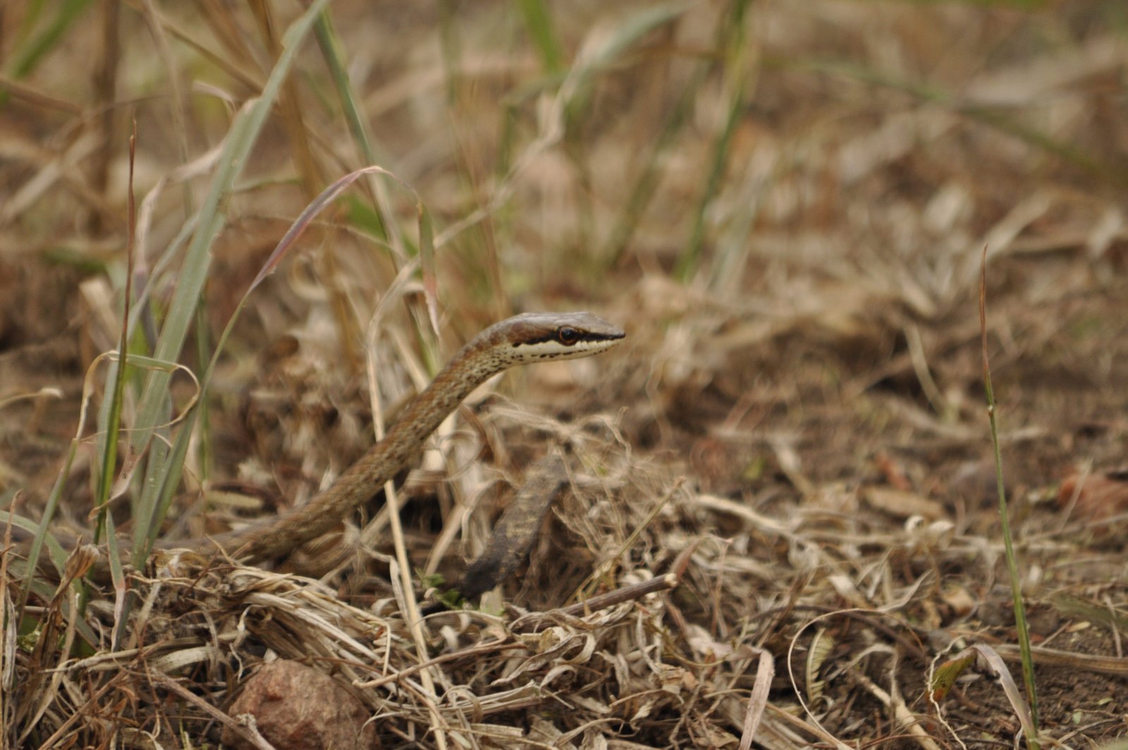 Large-eyed Whip Snakes
