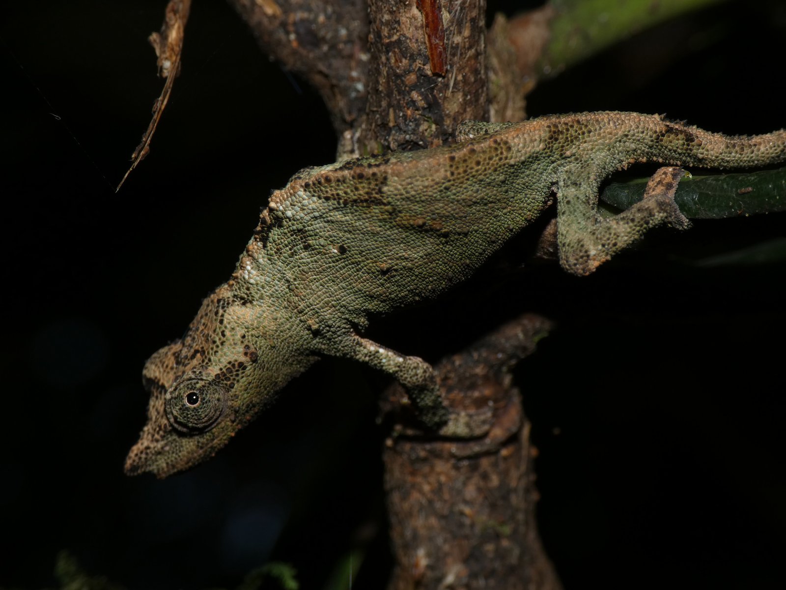 Leaf Chameleons