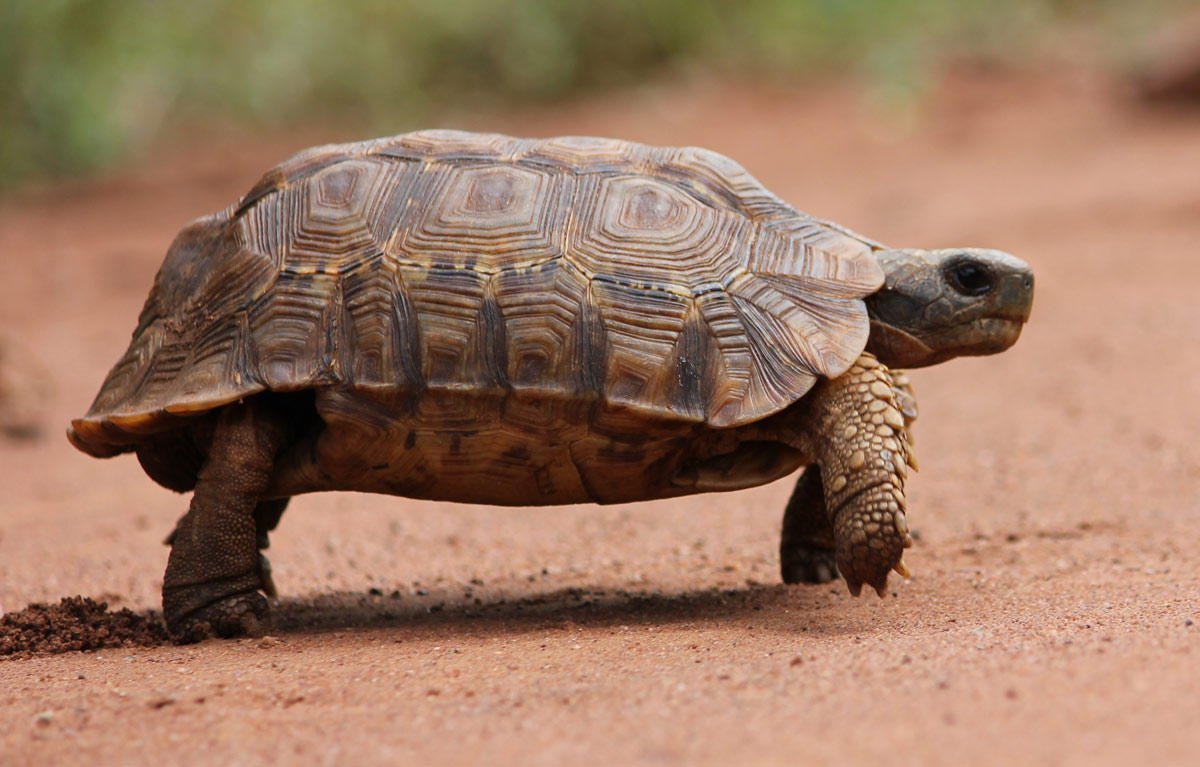 Lobatse Hingeback Tortoise