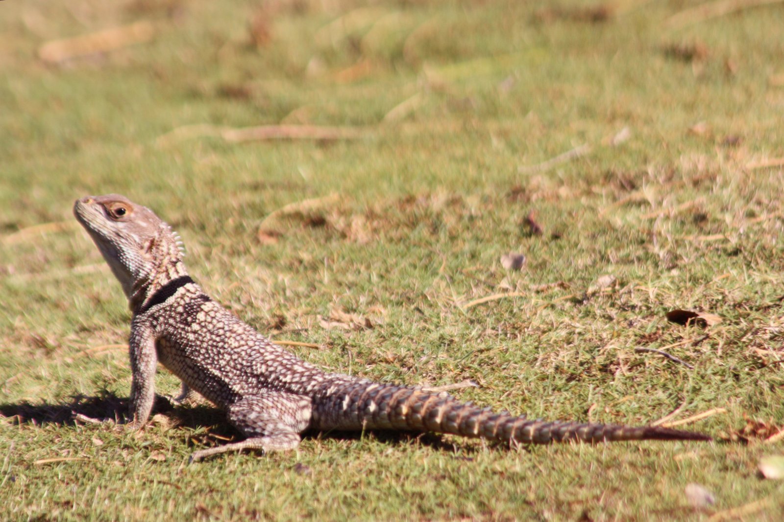 Madagascan Collared Lizard