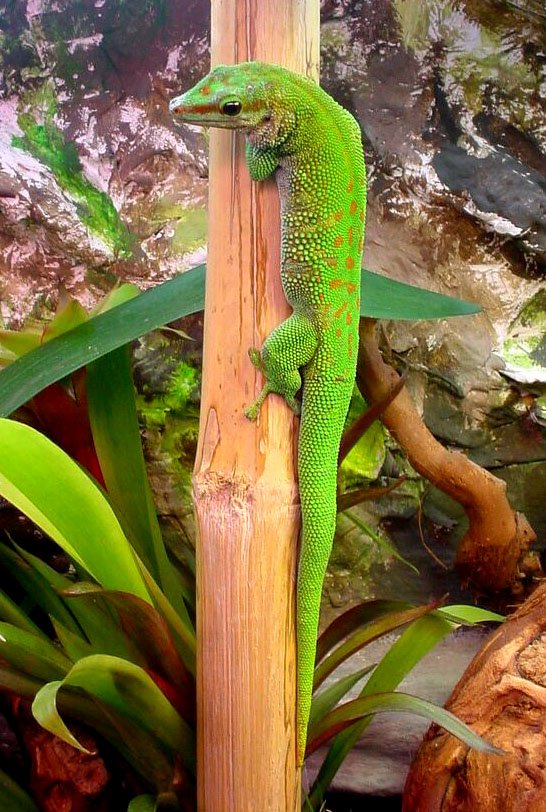 Madagascar Day Gecko