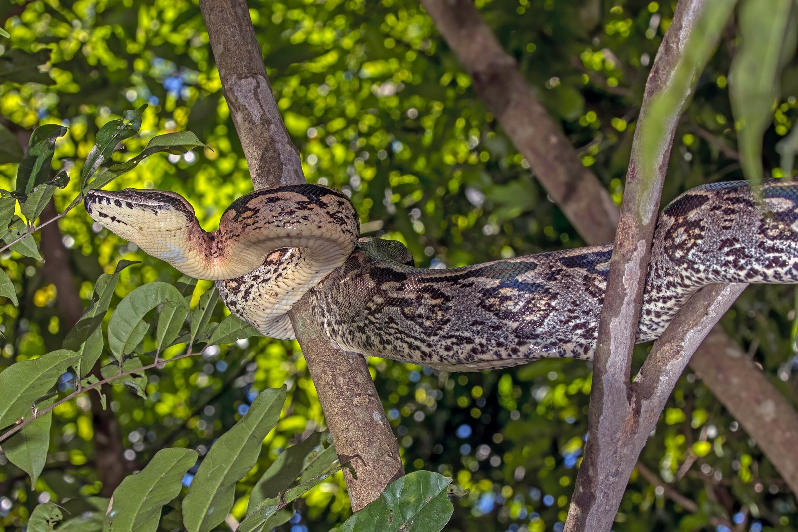 Madagascar Ground Boas