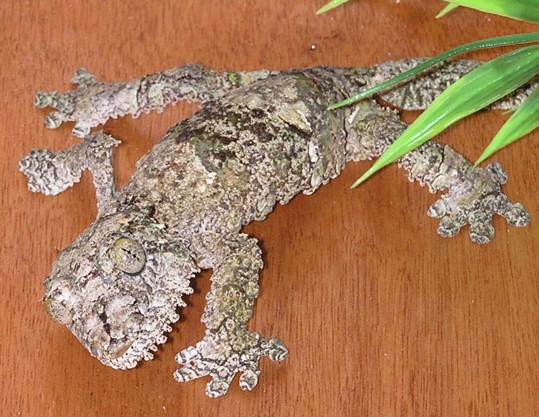 Madagascar Leaf-tailed Geckos