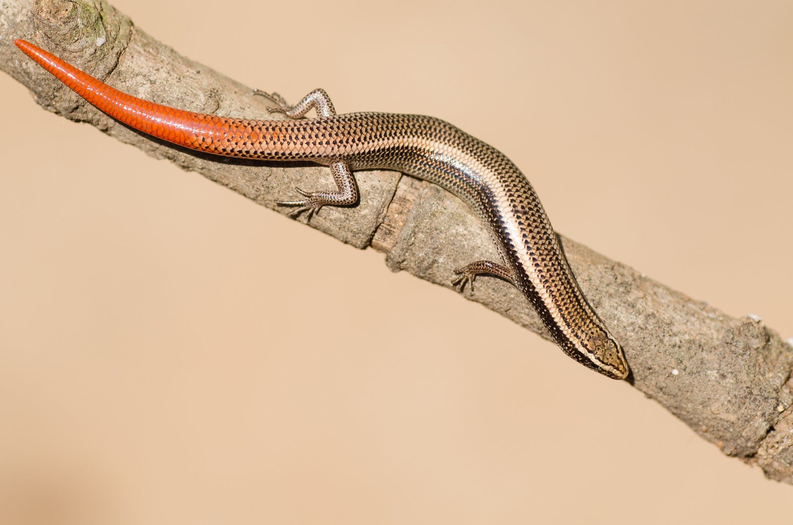 Malagasy Skinks