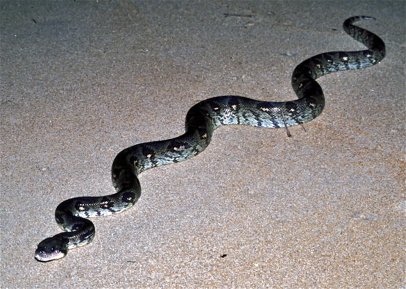Malagasy Tree Boas