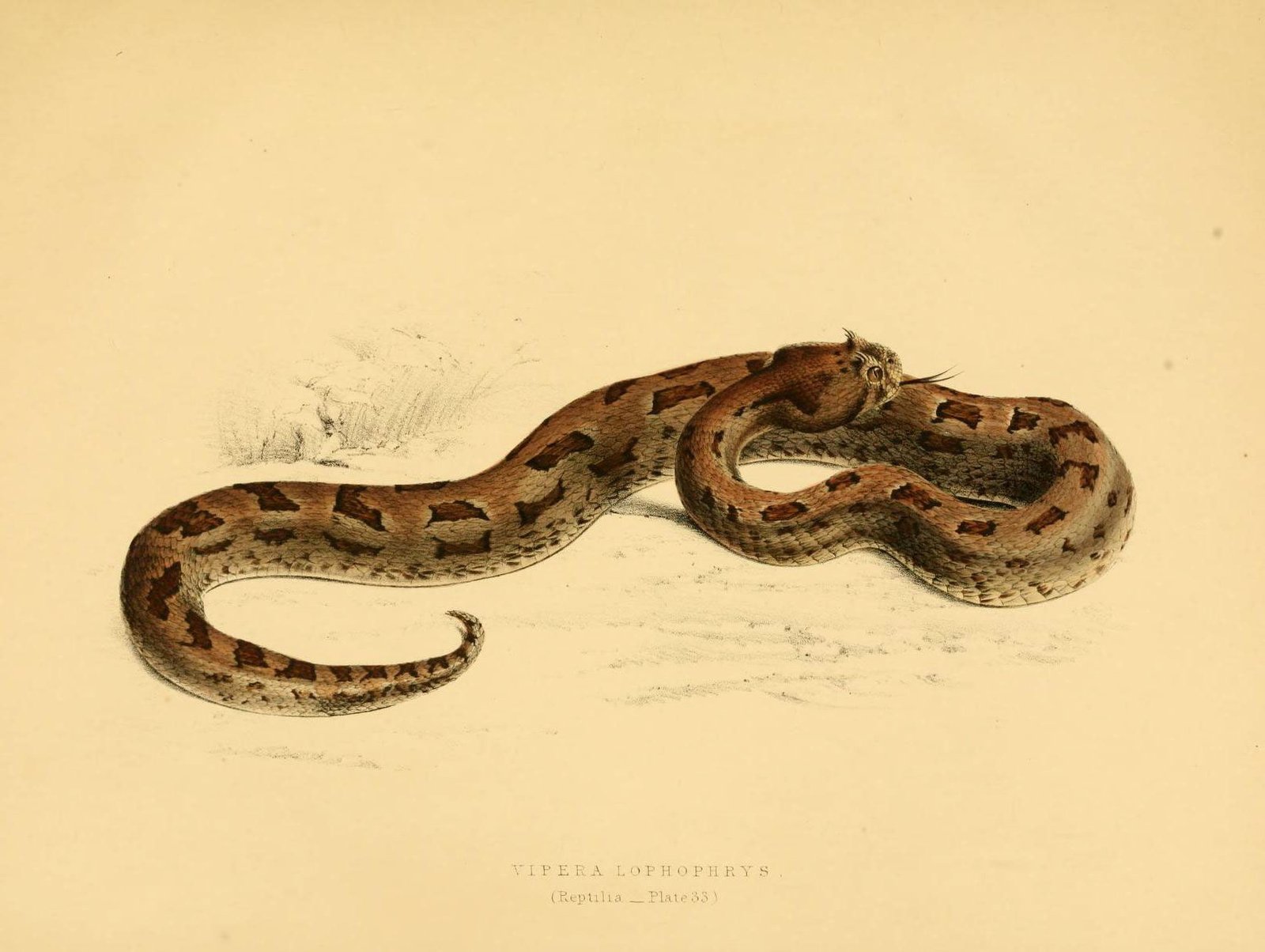 Many-horned Adder