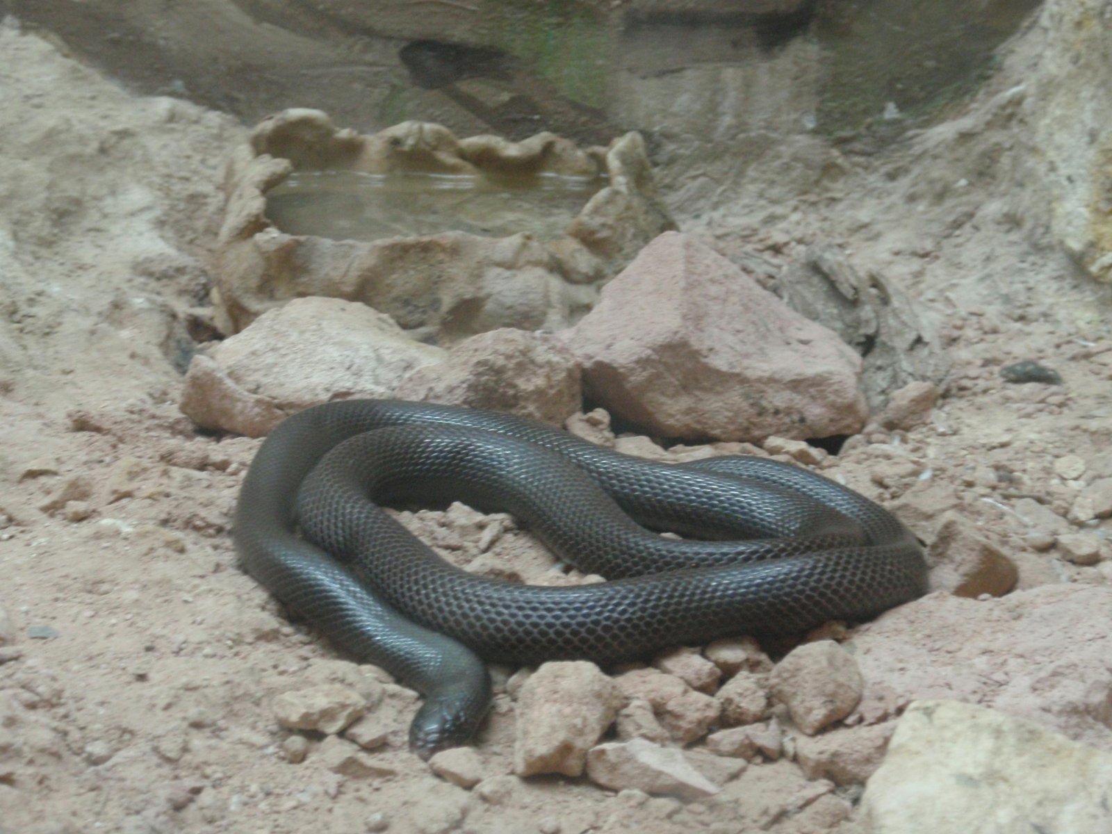 Mole Vipers