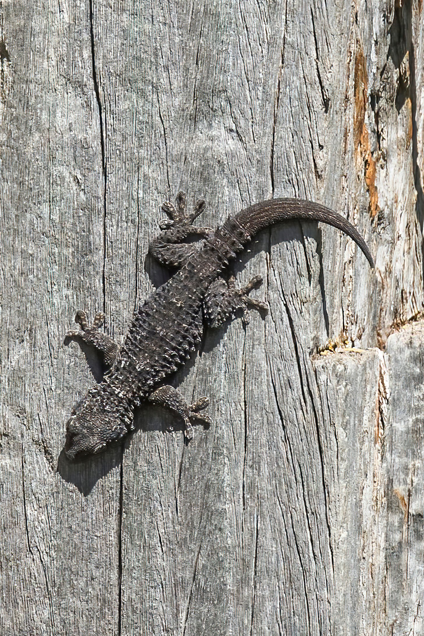 Moorish Gecko
