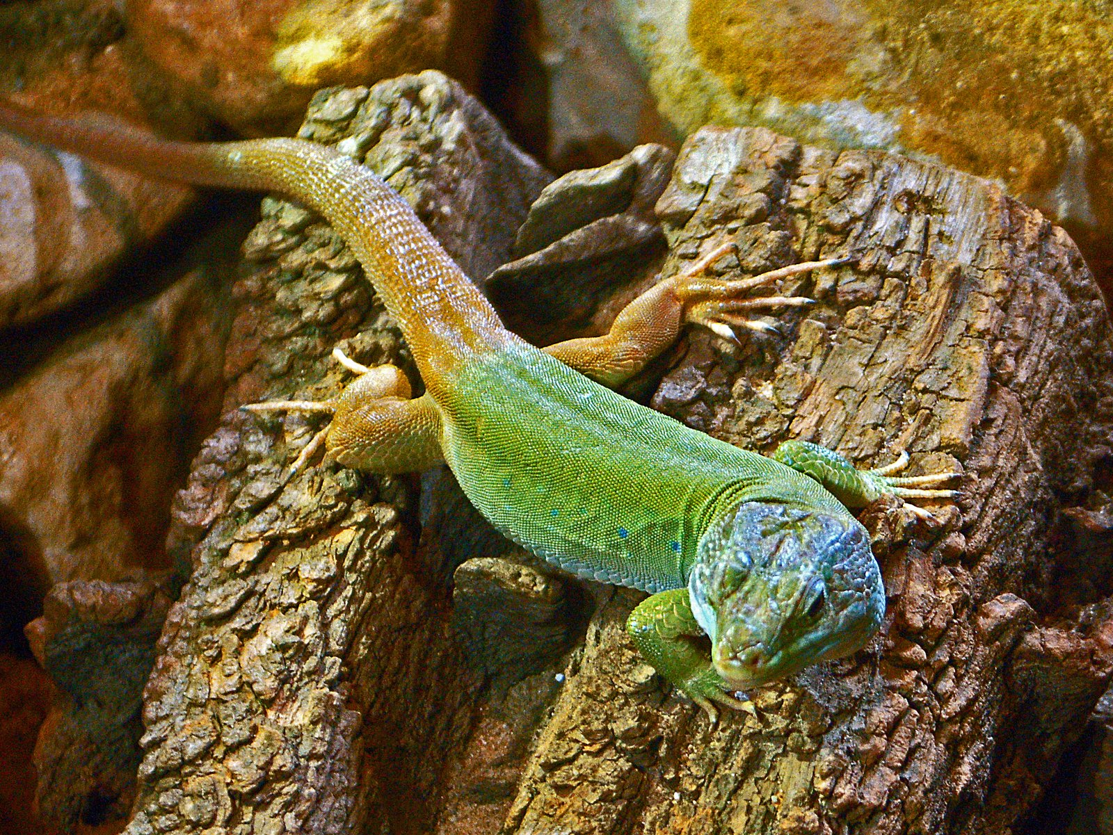 Moroccan Eyed Lizard