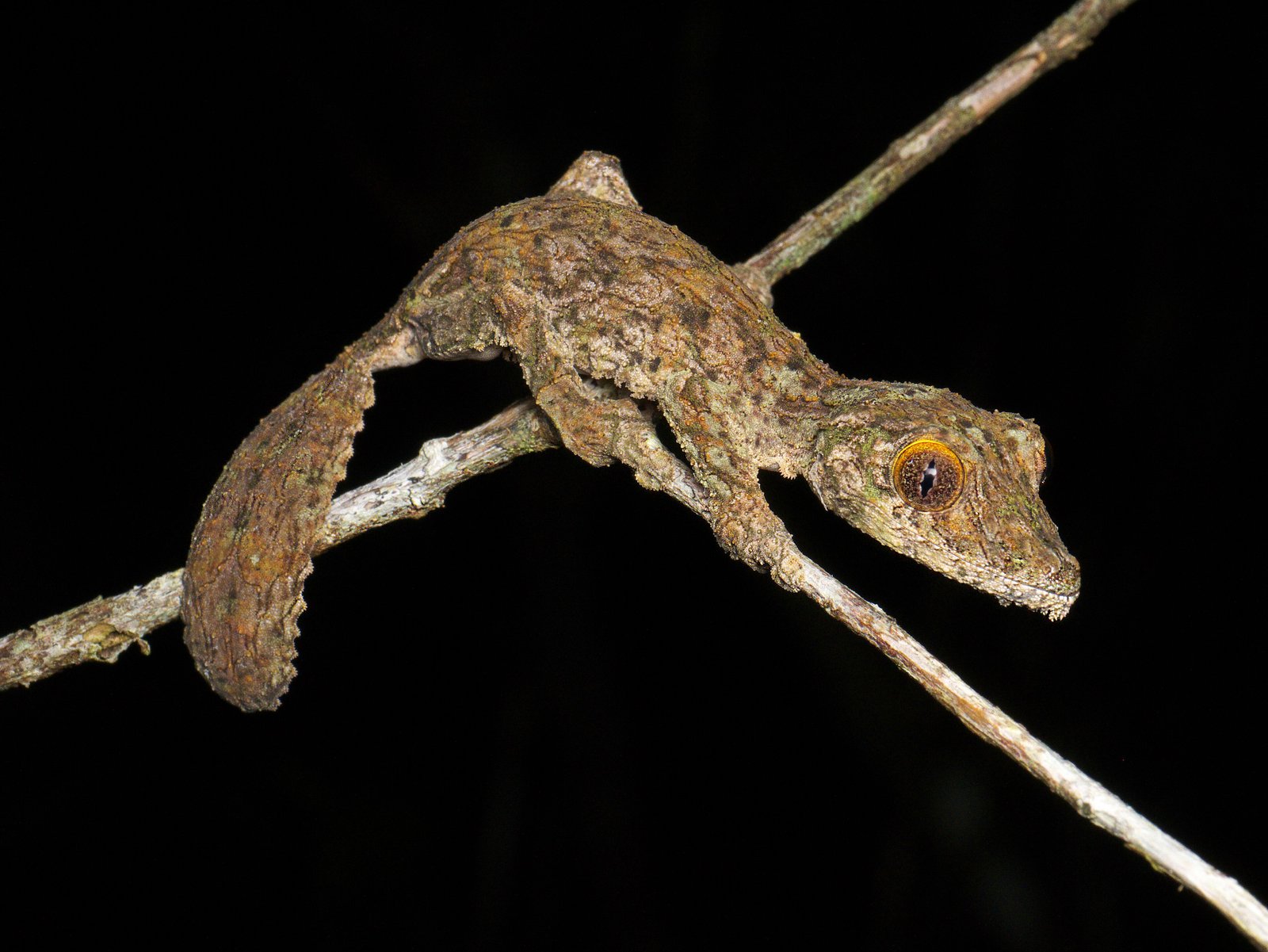 Mossy Leaf-tailed Gecko