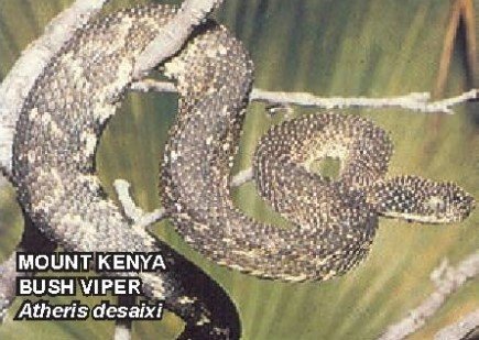 Mount Kenya Bush Viper