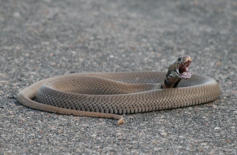 Mozambique Spitting Cobra