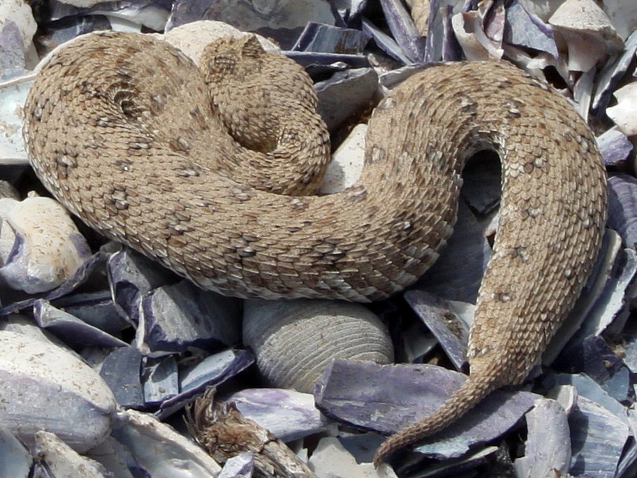 Namaqua Dwarf Adder