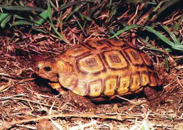 Natal Hingeback Tortoise