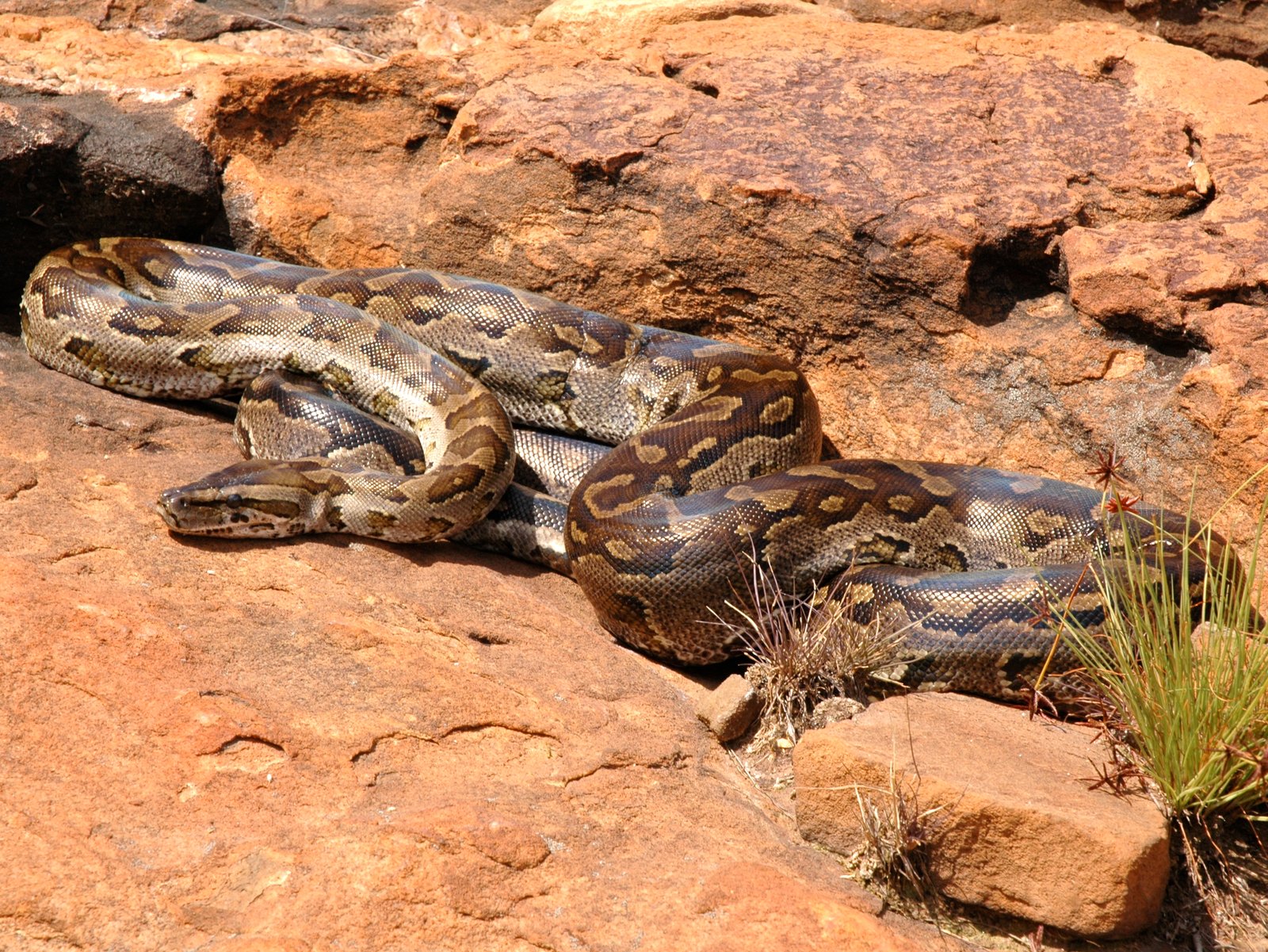 Natal Python