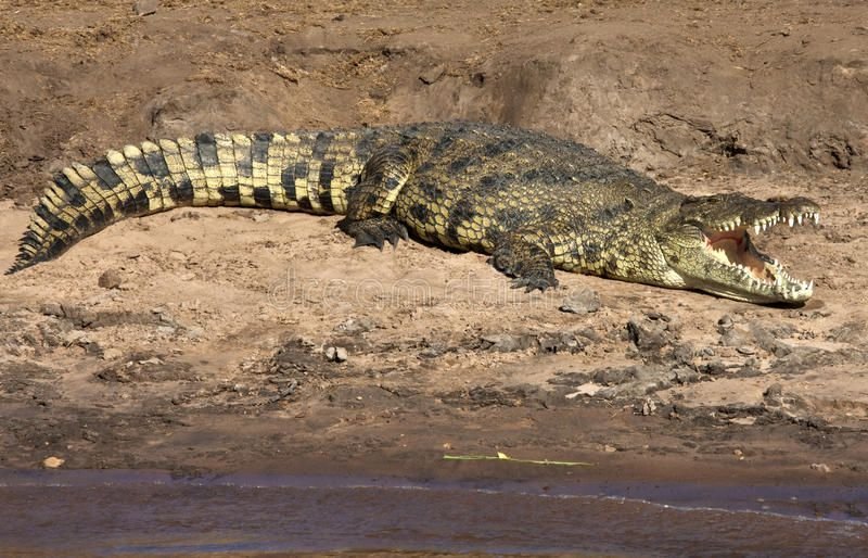 African Reptiles