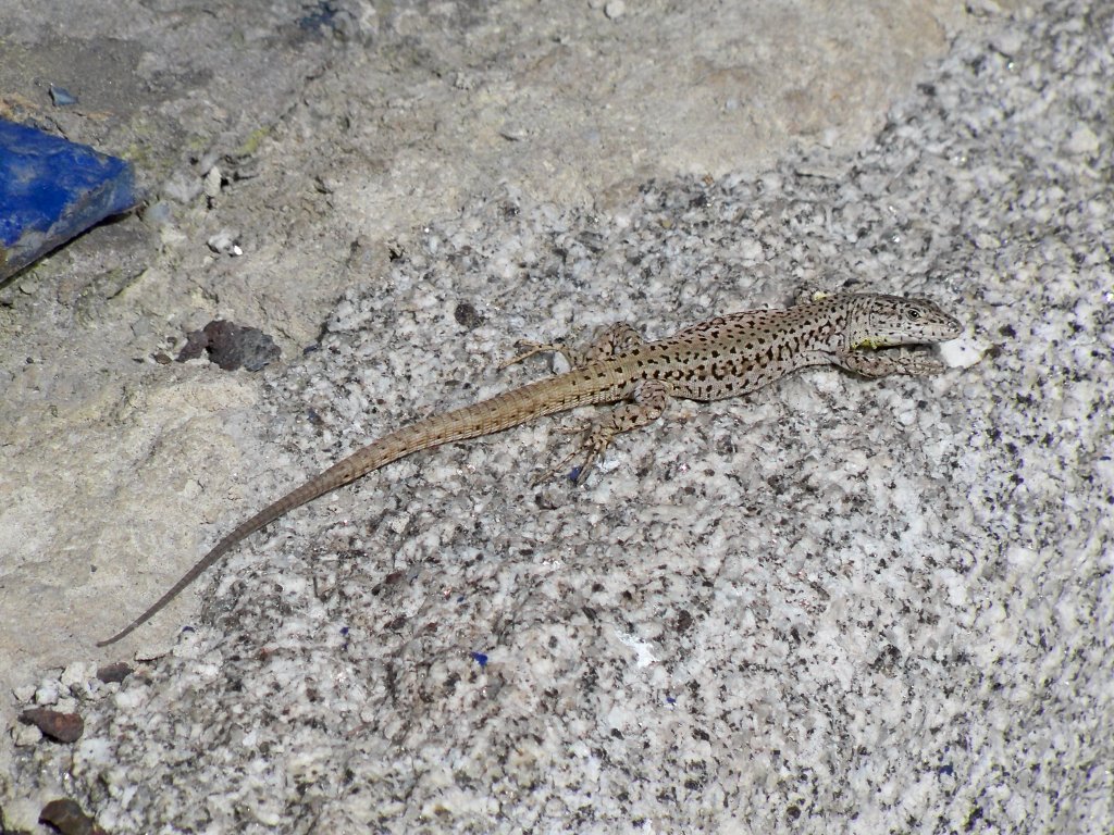 North African Wall Lizards